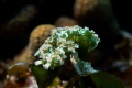 Lettuce slug found in Cozumel Santa Rosa. There was a lot of current but I was determined on using my macro lens on this dive!