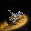 Harlequin Shrimp