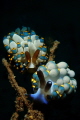 Twin nudi