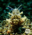 Phyllognathia Simplex shrimp