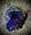 this animal is known as the bobtail squid, it is mainly found in the pacific ocean. this photo was taken during a night dive in Raja Ampat.