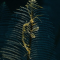 Skeleton shrimp