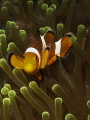 Clown fish