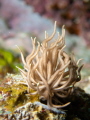 Phyllodesmium sp