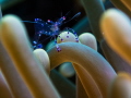 Sarasvati Anemone Shrimp