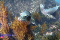 Sea Lion Pup at Coronado Island Mexico
Shot with Canon G7XMKIII in Fantasea housing, dual Inon S2000 strobes and UWL09 Pro wide angle lens.
