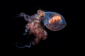wonderpus octupos/shoot during blackwater dive