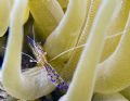Pederson Shrimp about to clean my lens port, obliging little bugger.