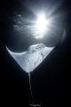 Feeding Manta in South Ari Atoll, Maldives