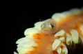 whip coral goby