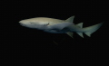 Nurse sharks at night