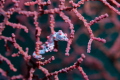 This is a pygmy seahorse taken in Selakan Island, Semporna, Malaysia. Shot at around 15 meters depth. The pygymy seahorse is a difficult subject to shoot due to its size and entanglement with its host. Shot with Sony A7Riii with Marelux housing