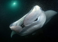 What does a manta ray eat? Well...this... Krill. A manta ray is feasting on the krill gathering in the lightbeams of divelights during a nightdive.