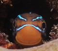 blenny