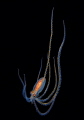 long arm octupos