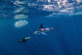 Striped Marlin in the chase for its next meal!