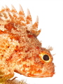 The image was obtained by placing in situ a plexiglass, handled by an assistant and lighted by a strobe, behind the fish. All was done carefully and lasted a few seconds, to not disturb the animal (Scorpaena notata, Cap Martin, Roquebrune, France),