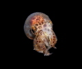 squid