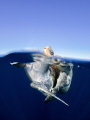 While out filming baitballs we observed these Olive Ridley Sea Turtles mating at the surface.    I had this image in mind and I am extremely happy with the result!