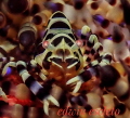 coleman shrimp