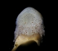 cryptic sponge shrimp