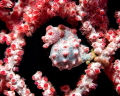 Pregnant pygmy seahorse