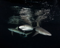 Sharks at night