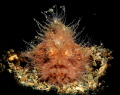 hairyfrog fish