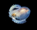 octupos