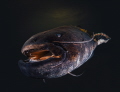 Catfish Action! (Silurus glanis)