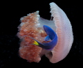 A mosaic jellyfish being nibbled at on Koh Racha Yai
