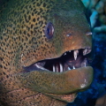 Giant Moray - gymnothorax javanicus
Photo taken in Marsa Alam, Egypt - June 22