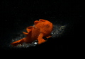 Baby Frog Fish