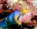 Blue ribbon eel taken with an Olympus c-3040z camera and a Sea&sea strobe YS-25DX