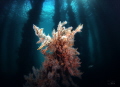 Sea fern under Jetty