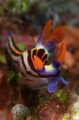 Nembrotha Aurea posing in Batu Bolong during a trip to Komodo