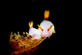 Nudi mating