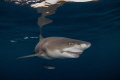 Miss Snooty, a famous Lemon Shark