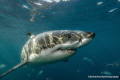 The great white shark.
Diving with sharks has always been my passion and to dive with one of the most misunderstood was incredible.
This guy loved his reflection in my wide-angle dome.
Taken in south Australia. 
