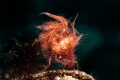 Hairy Shrimp