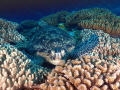 A lovely turtle in Ishigaki