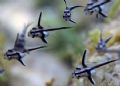Juvenile Jack knife fish doing their thing (whatever that entails).