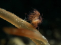 Challenging subject hairy Shrimp !!