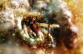Calcinus tubularis (hermit crab) hiding in a small hole at the Medes Islands, Spain. (f/8, 1/100, ISO-100, 50mm, UCL-165). - Erik