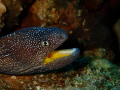 Happy Eel taken at Ras Mohammed Nationl Park, Egypt with Oympus TG6