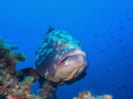 Epinephelus marginatus (dusky grouper). (f/8, 1/80, ISO-200, 14mm). - Els