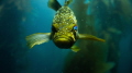 Calico portraits are my favorite and as a relatively skittish fish I had been trying for so long to get one in a faceoff with my camera!