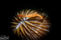 Donald Duck Shrimp