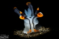 Thecacera Picta