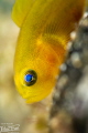 Yellow Goby